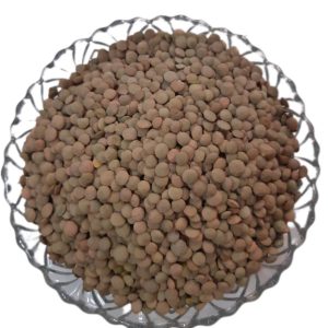 عدس کانادایی