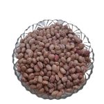 لوبیا چیتی اقلید اصل (2)
