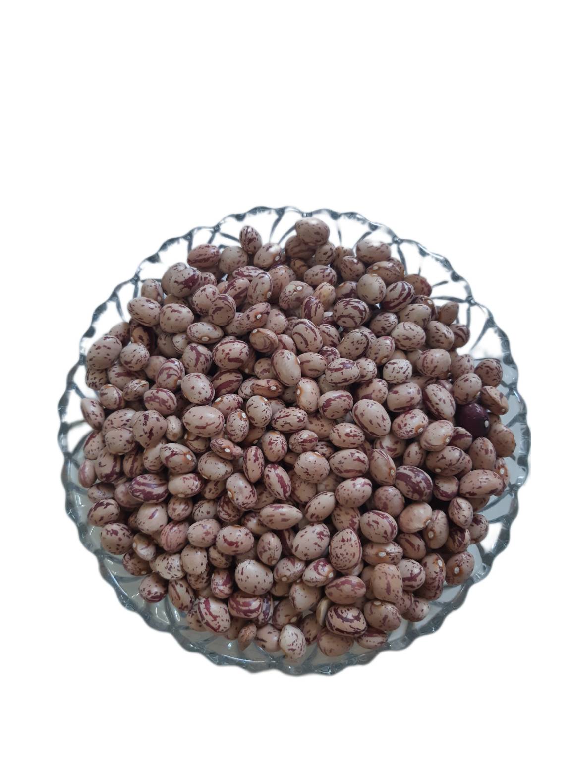 لوبیا چیتی شیرازی